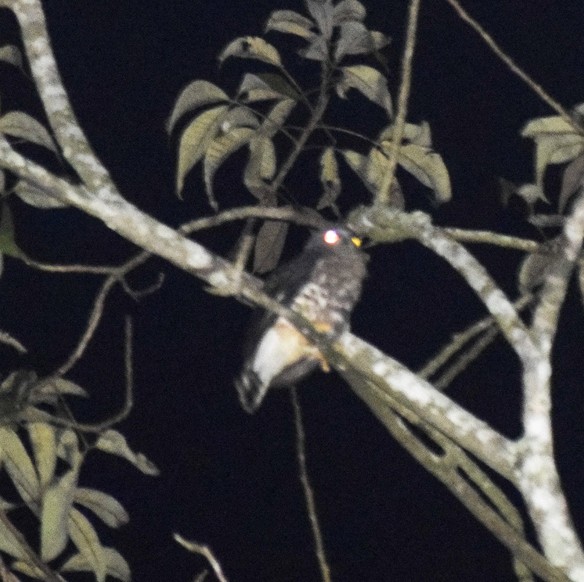 Brown Boobook - ML646756757