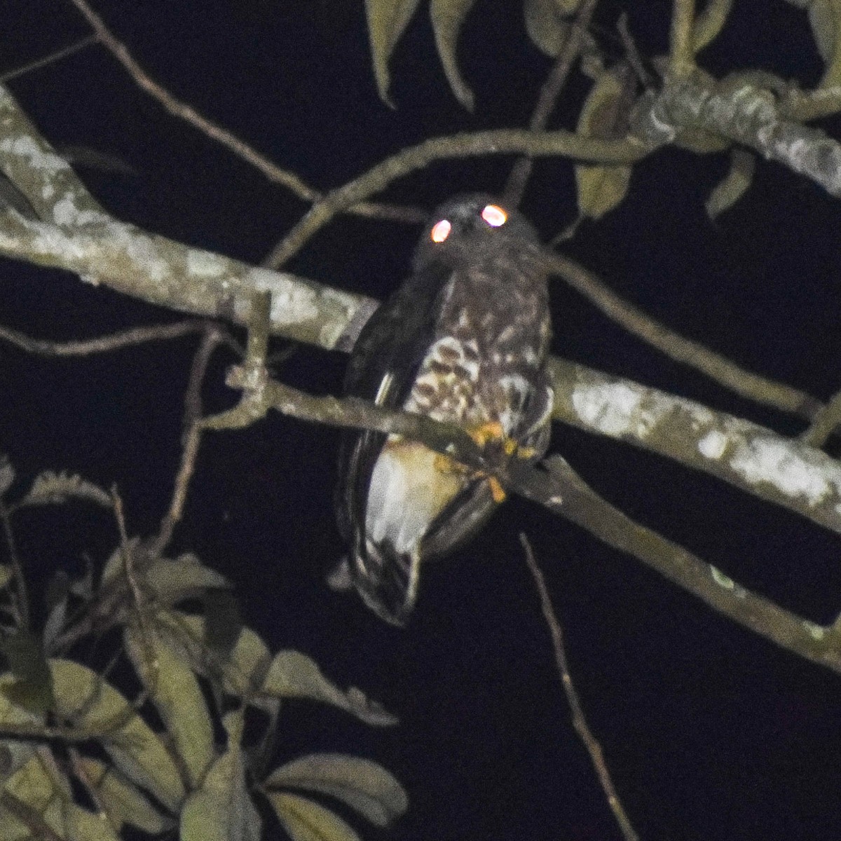 Brown Boobook - ML646756758