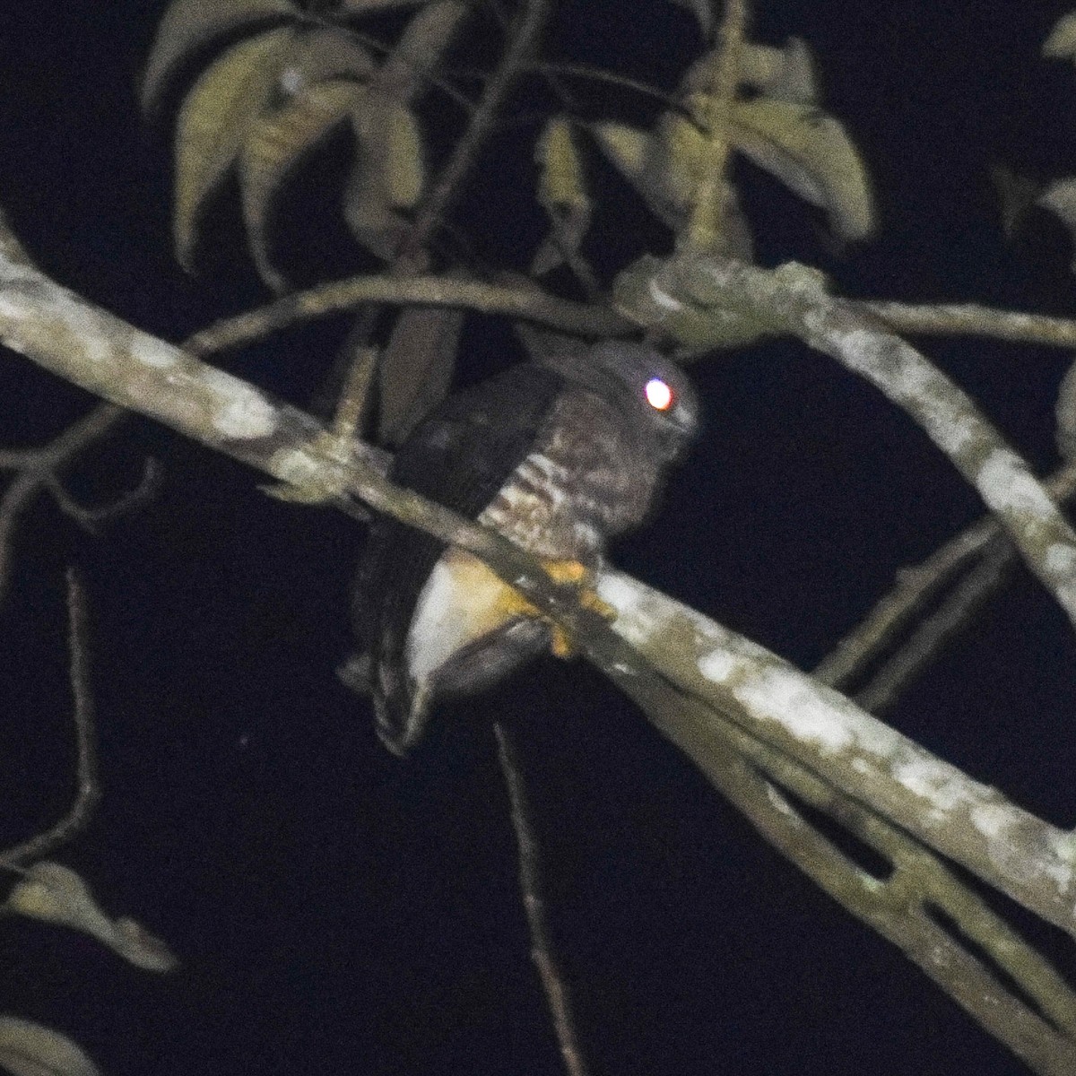 Brown Boobook - ML646756759