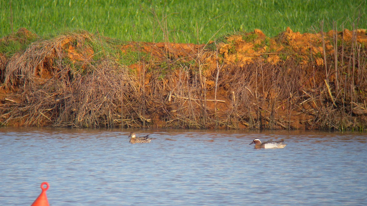 Çıkrıkçın - ML646756765