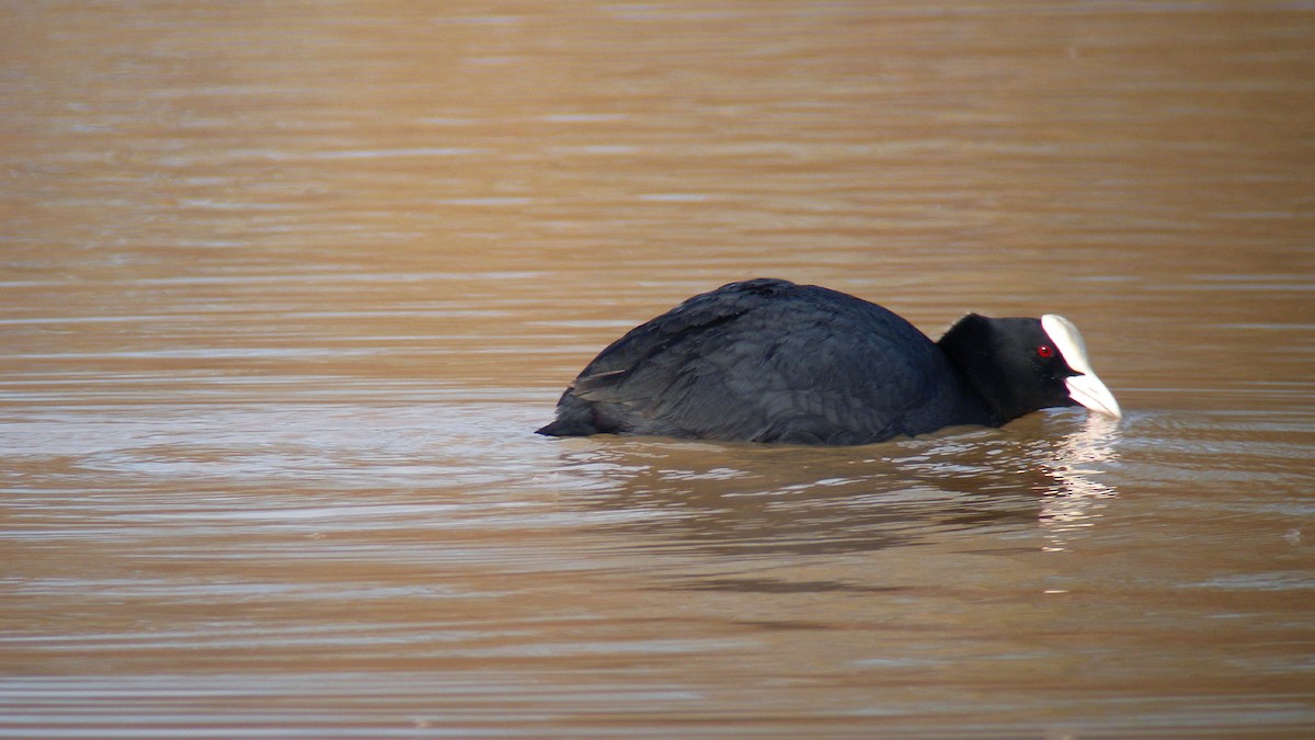 Sakarmeke - ML646756771