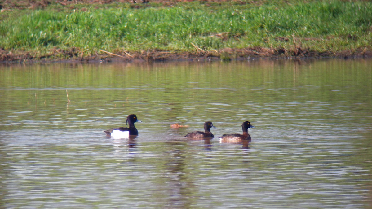 Tepeli Patka - ML646756778