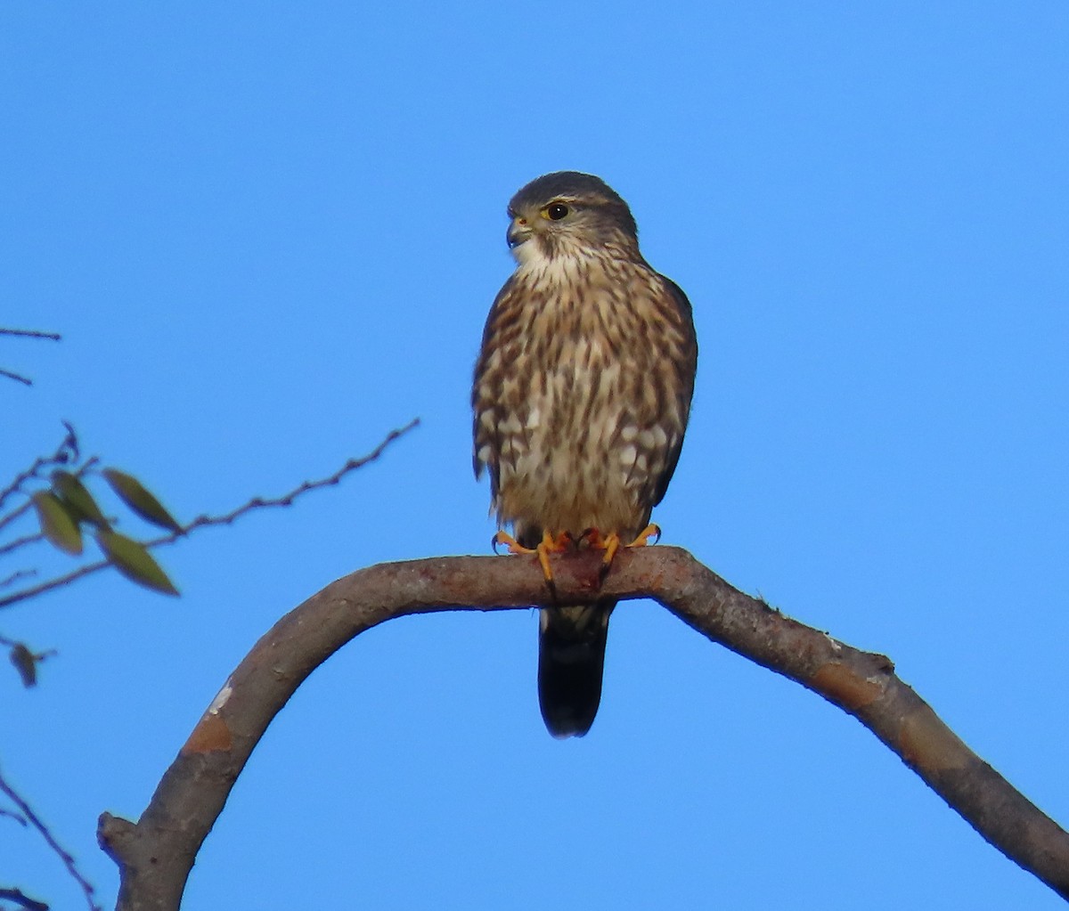 Merlin - ML646756780