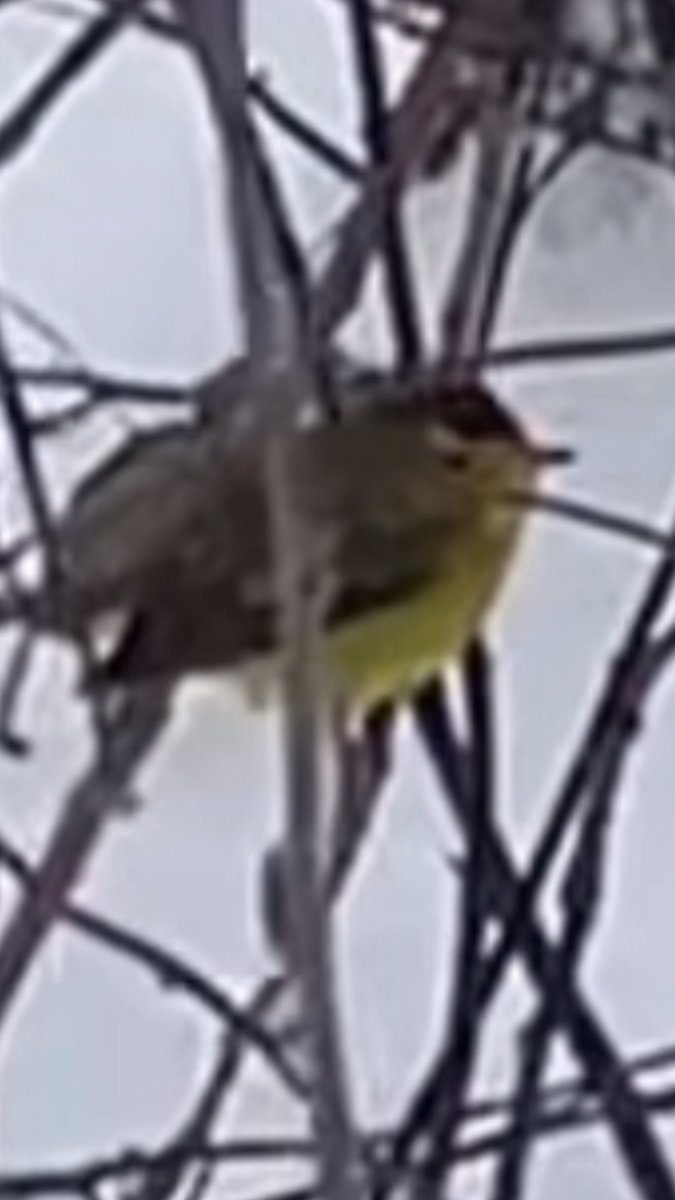 Wilson's Warbler - ML646756782