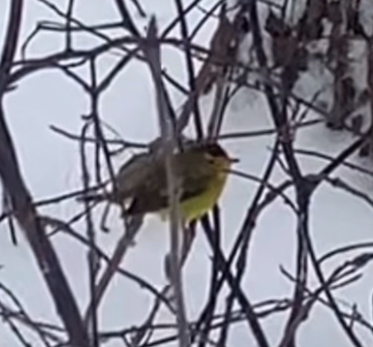 Wilson's Warbler - ML646756783