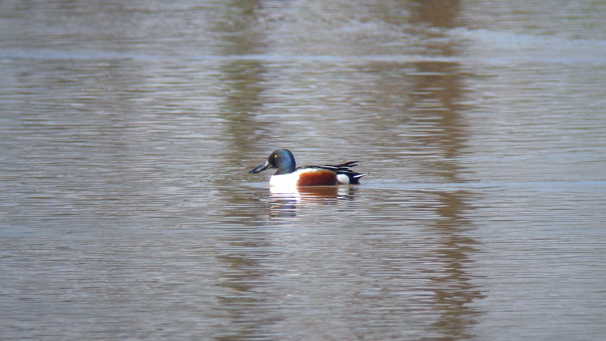 Kaşıkgaga - ML646756788