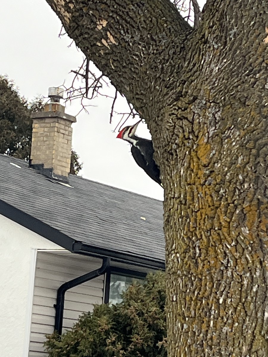 Pileated Woodpecker - ML646756789