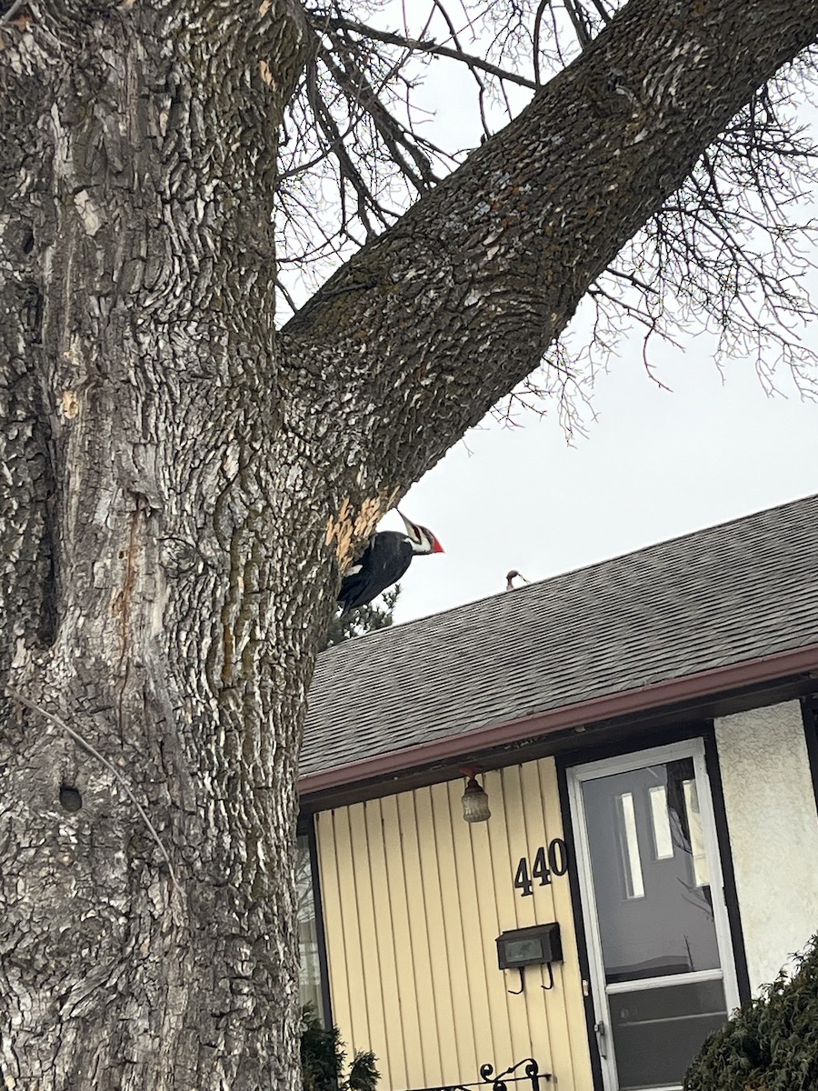 Pileated Woodpecker - ML646756790