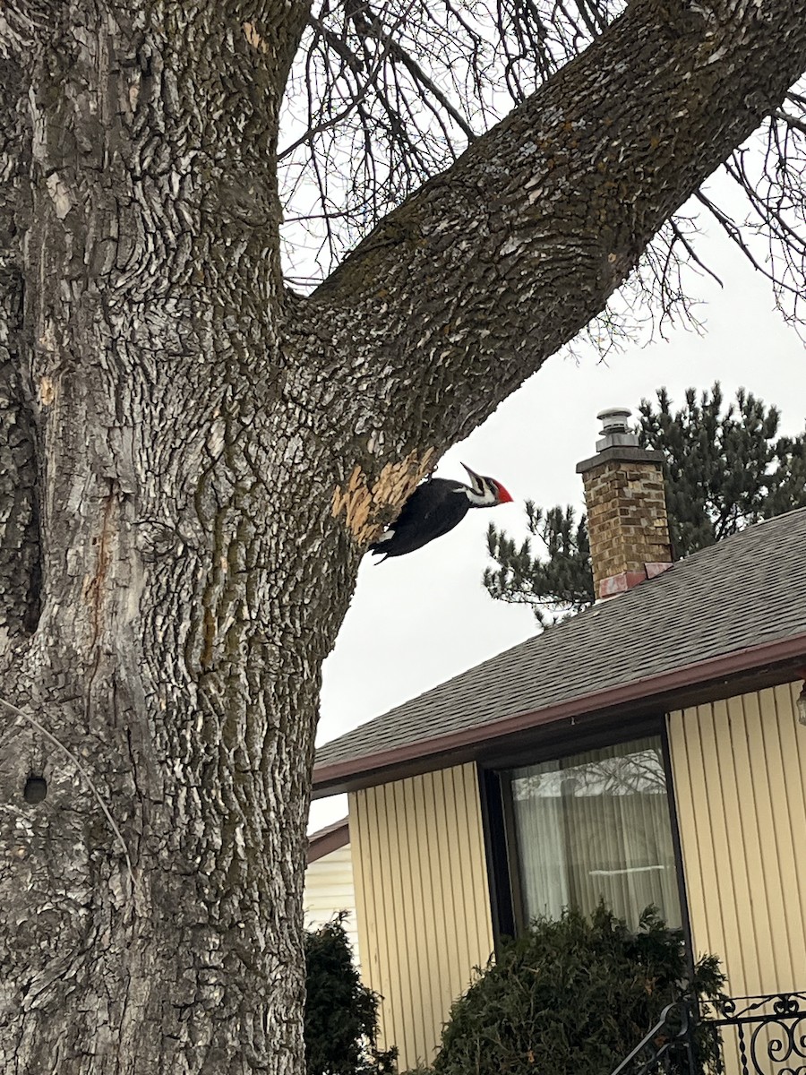 Pileated Woodpecker - ML646756791