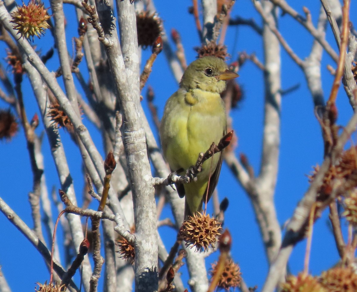 Western Tanager - ML646756792
