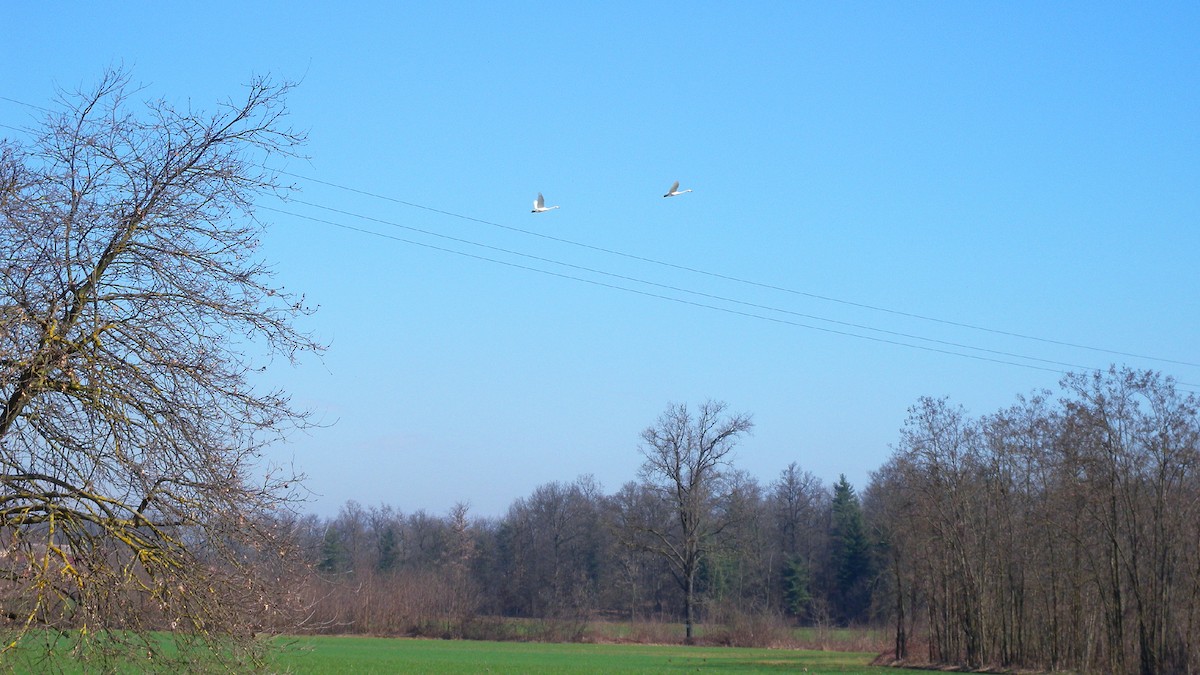 Ötücü Kuğu - ML646756793