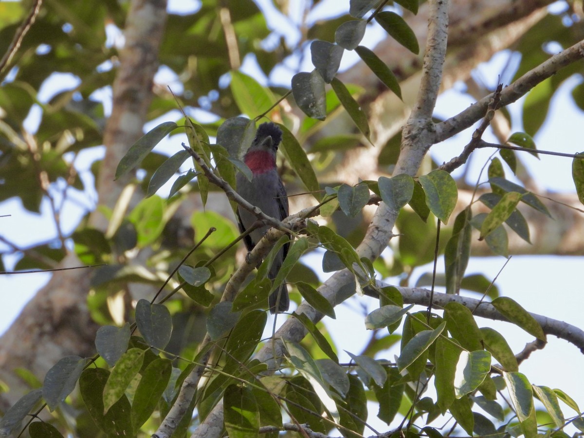 Rose-throated Becard - ML646756799