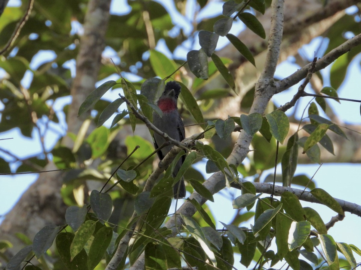 Rose-throated Becard - ML646756800