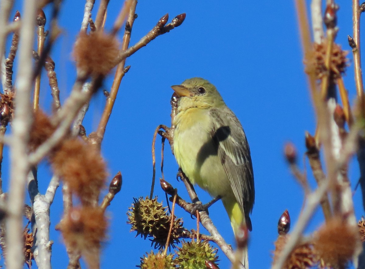 Western Tanager - ML646756807