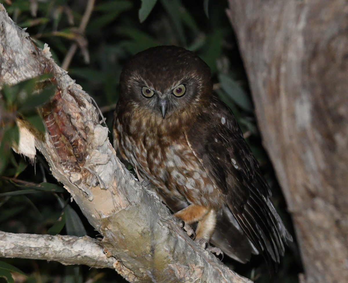 Australian Boobook - ML646756808