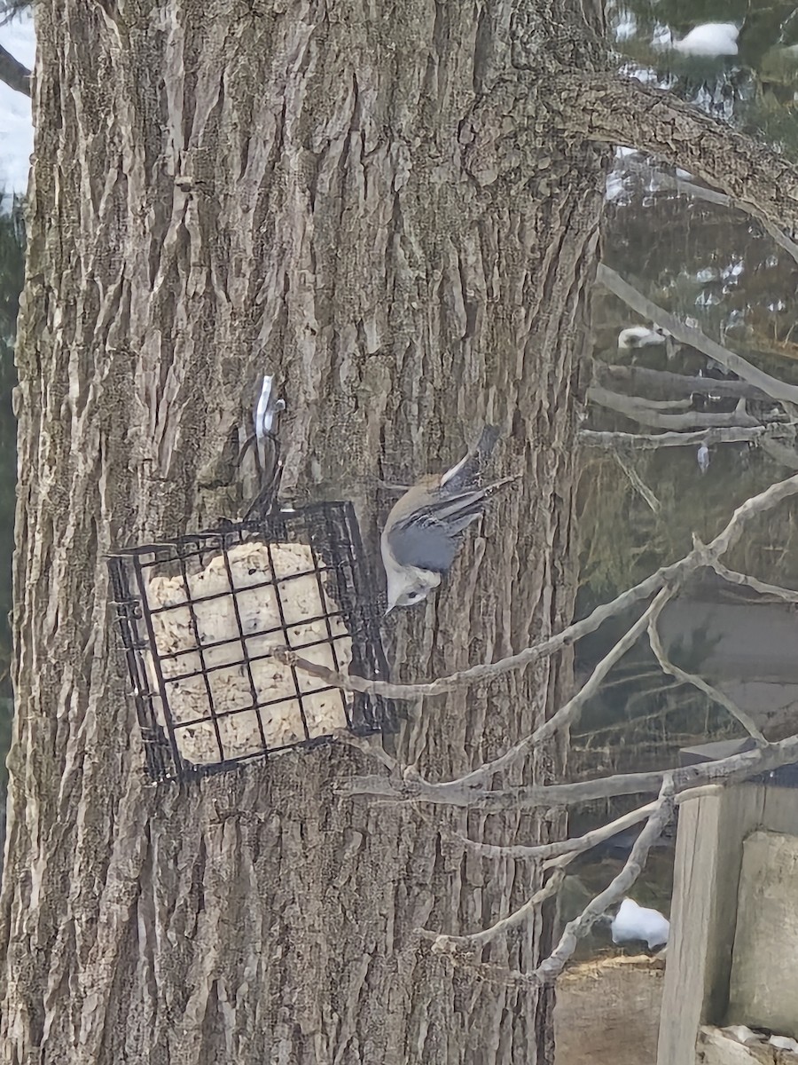 White-breasted Nuthatch - ML646756809