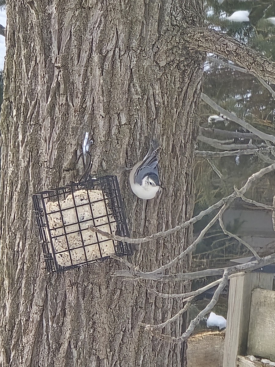 Weißbrustkleiber - ML646756810