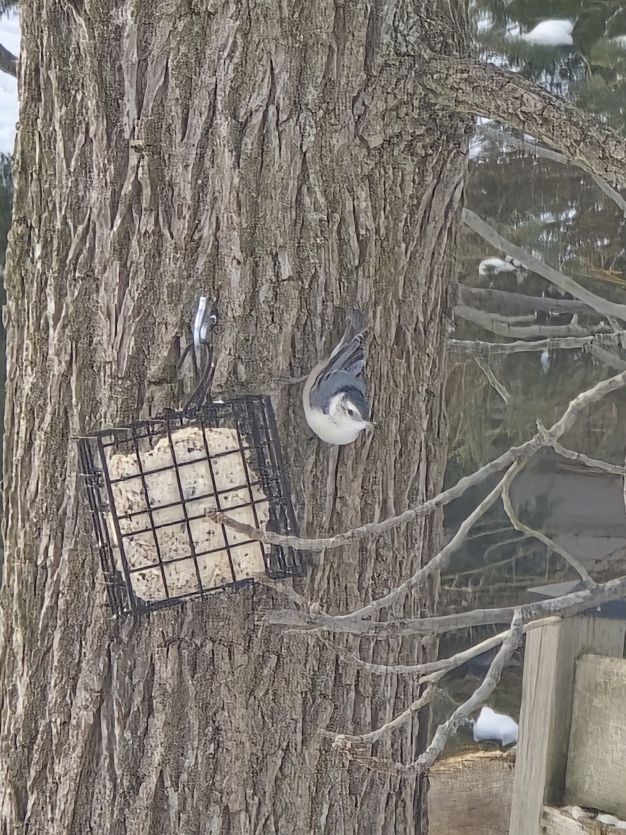 Weißbrustkleiber - ML646756811