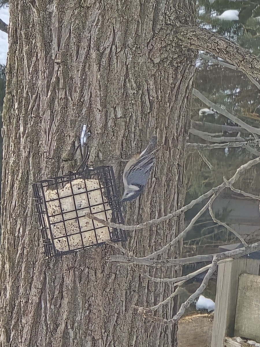 Weißbrustkleiber - ML646756812