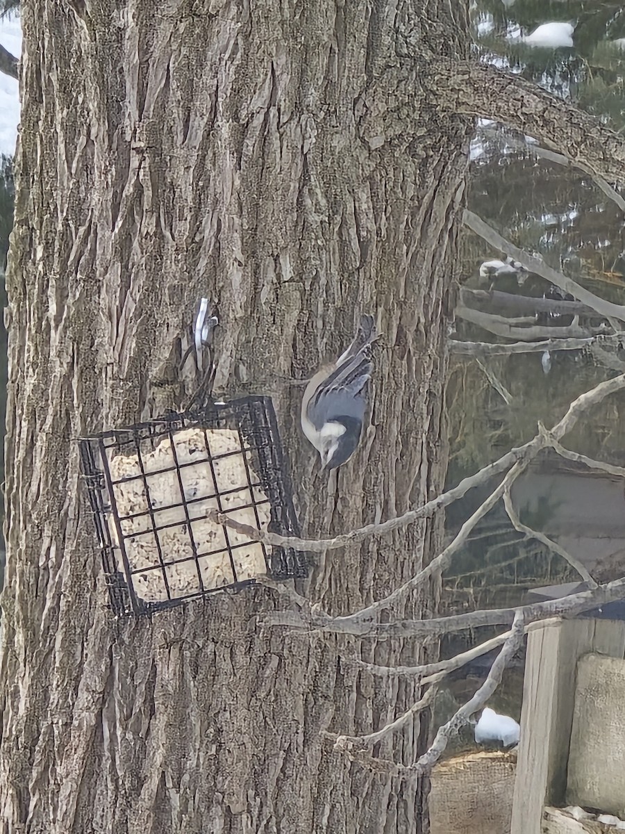 White-breasted Nuthatch - ML646756813
