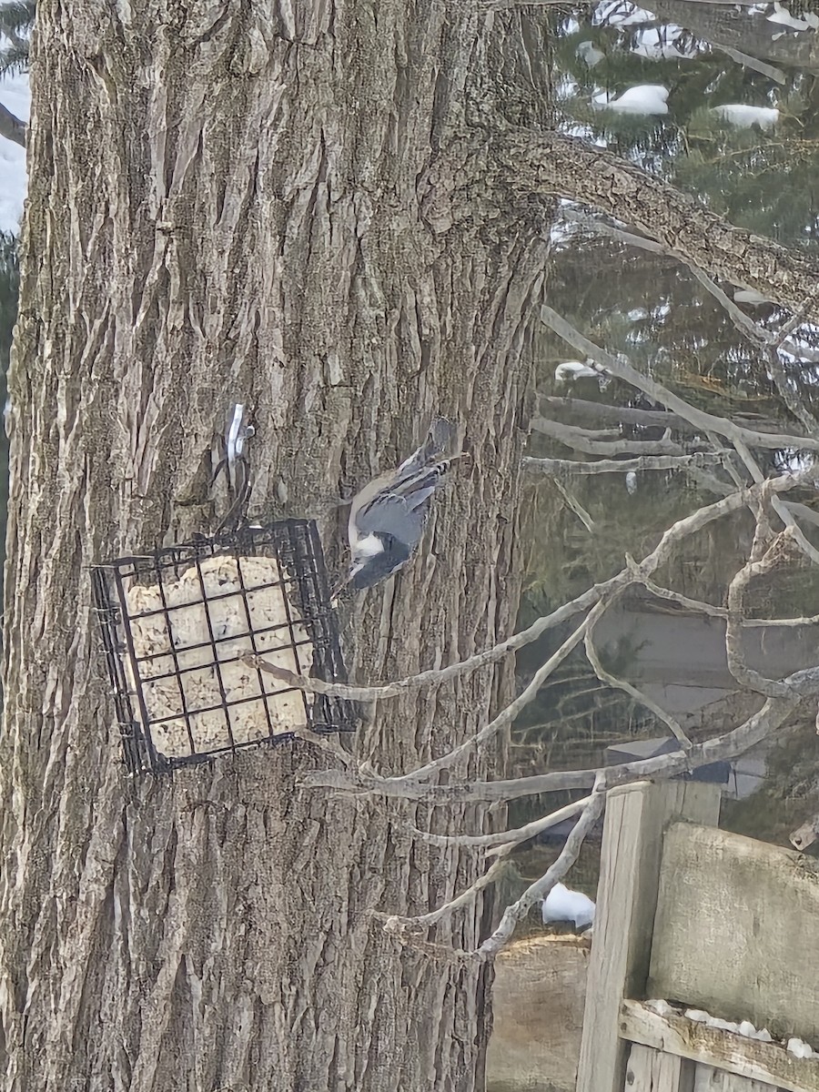 Weißbrustkleiber - ML646756814