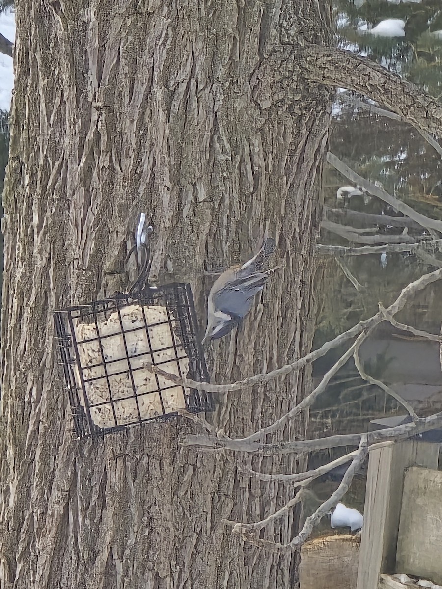 Weißbrustkleiber - ML646756815