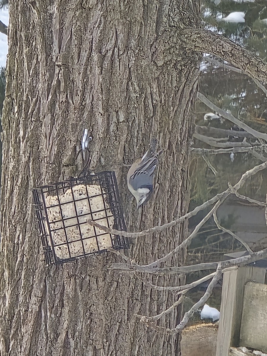 Weißbrustkleiber - ML646756816