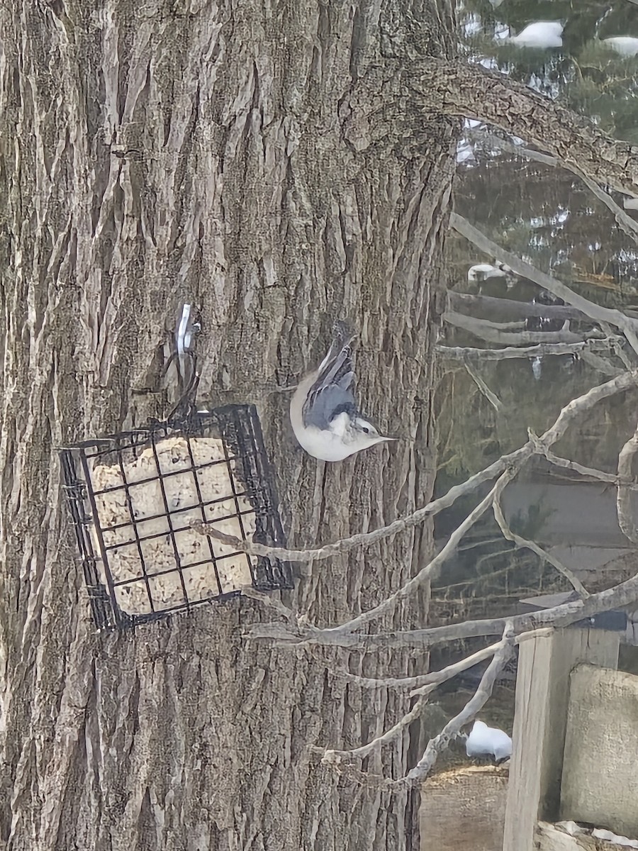 Weißbrustkleiber - ML646756817