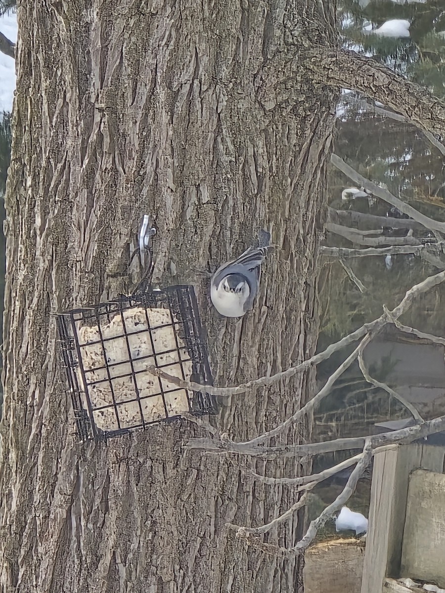 Weißbrustkleiber - ML646756818