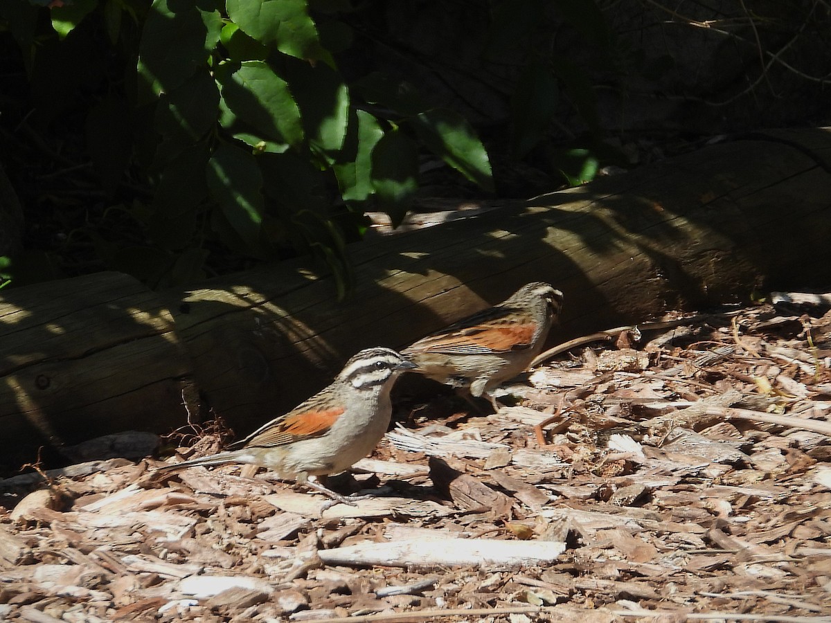 Cape Bunting (Cape) - ML646756822