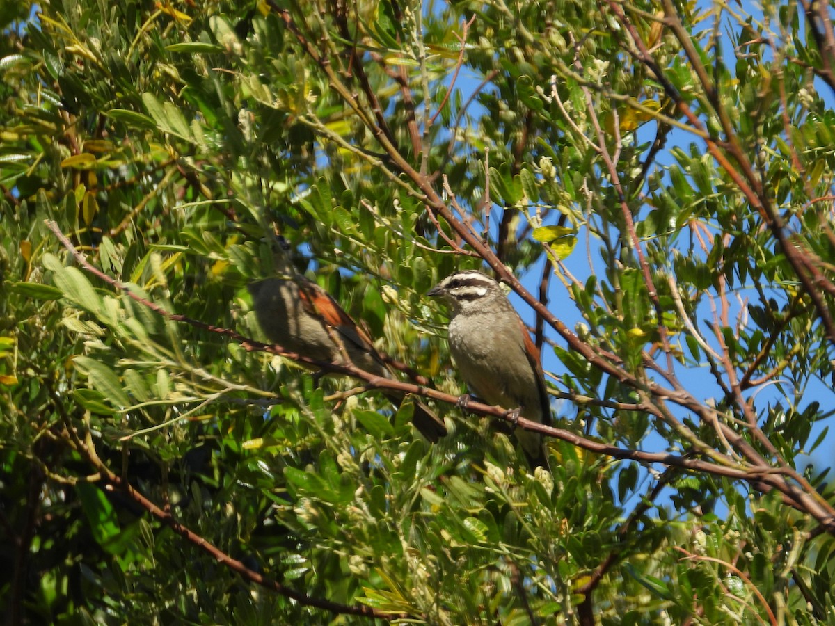 Cape Bunting (Cape) - ML646756823