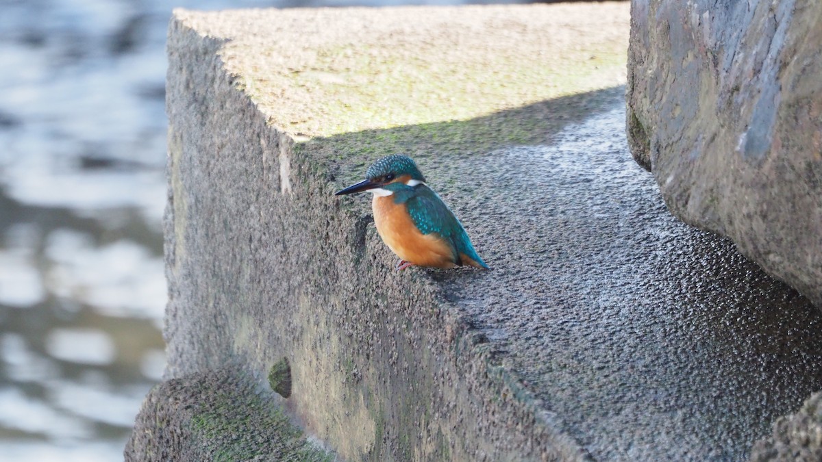 שלדג גמדי - ML646756824