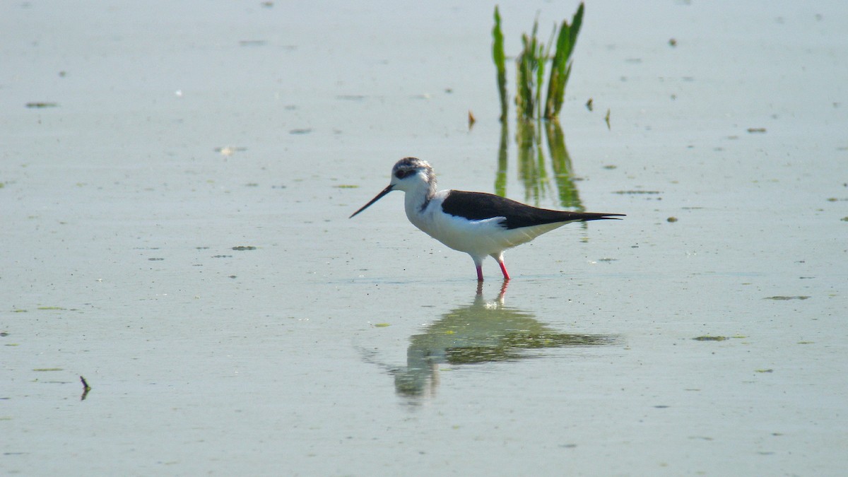 Uzunbacak - ML646756828