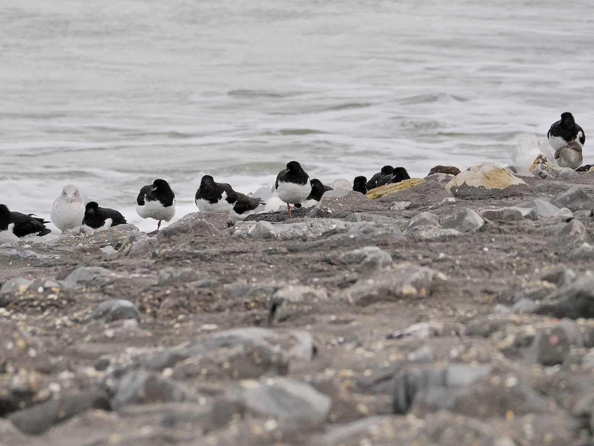 Huîtrier pie - ML646756834