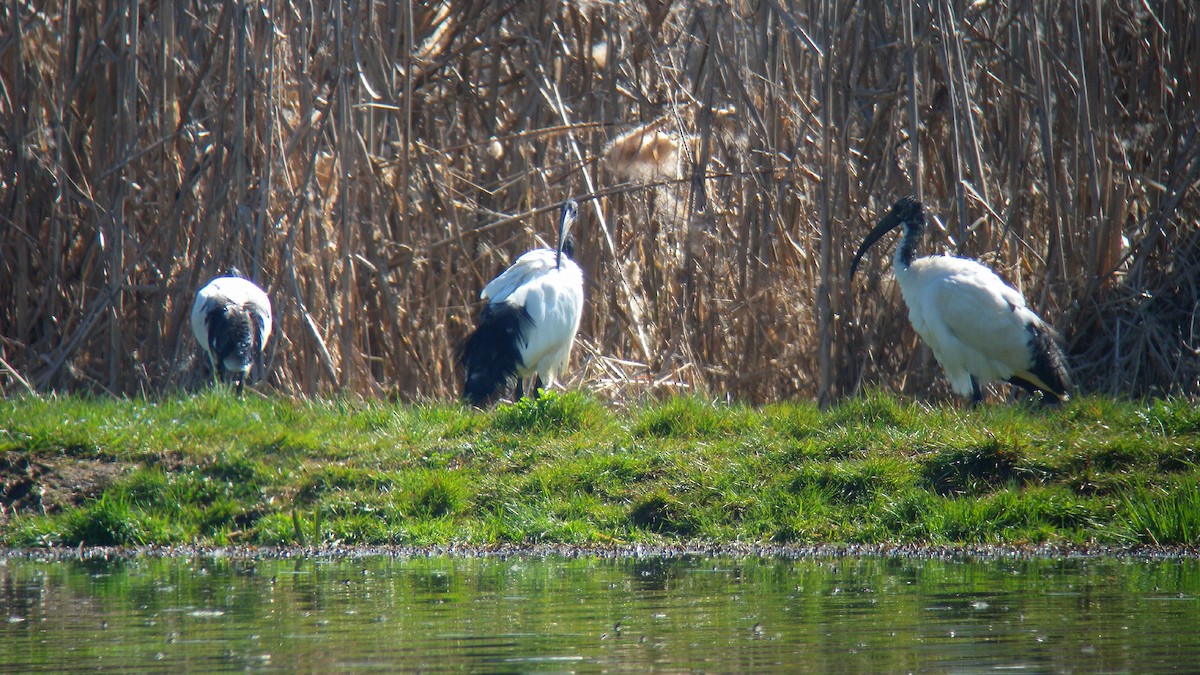 Kutsal Aynak - ML646756835