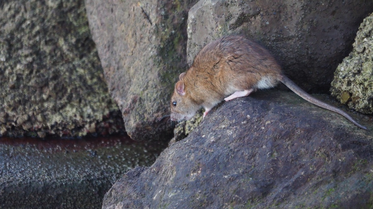 חולדת חוף - ML646756836
