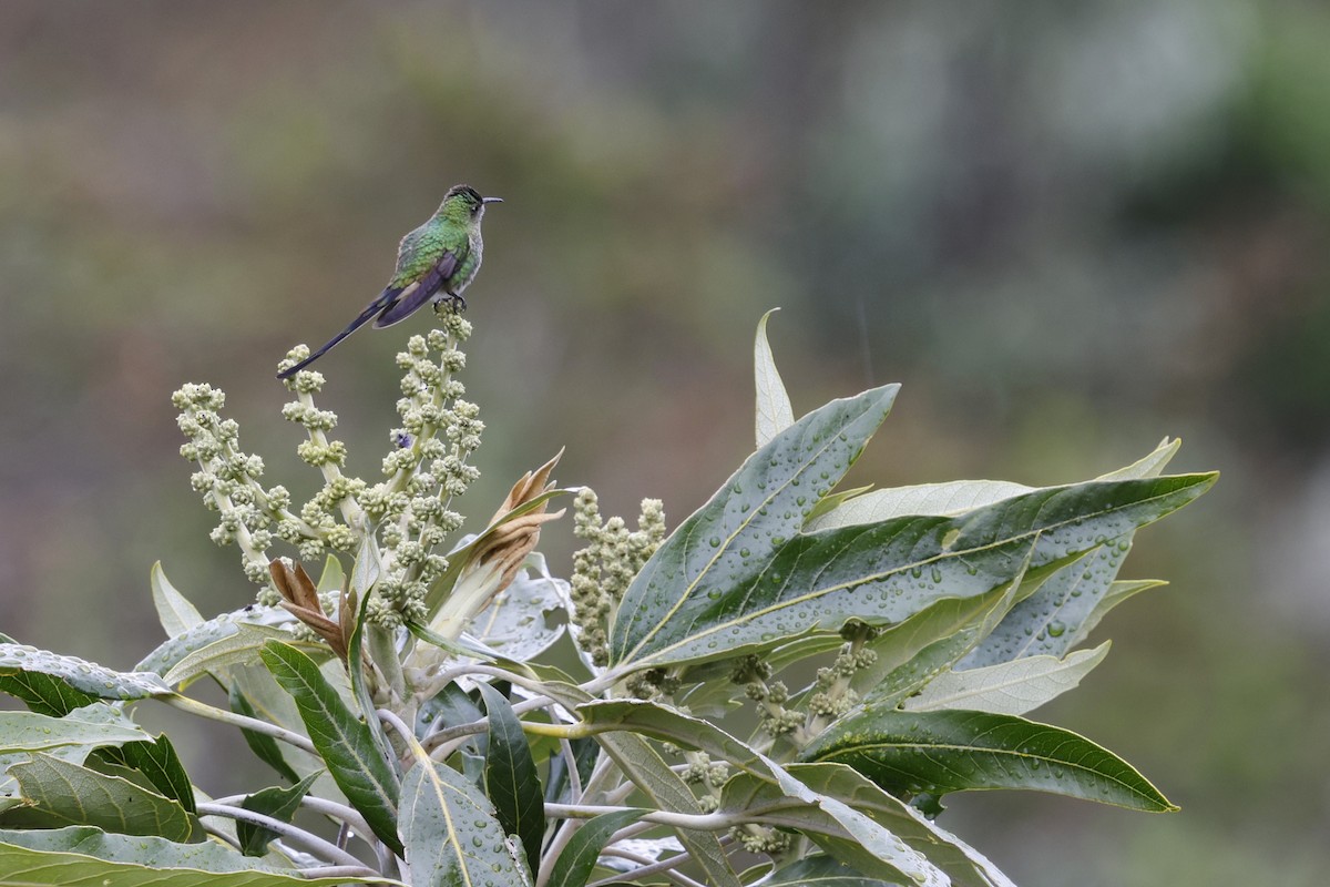 sylfa Viktoriina - ML646756841