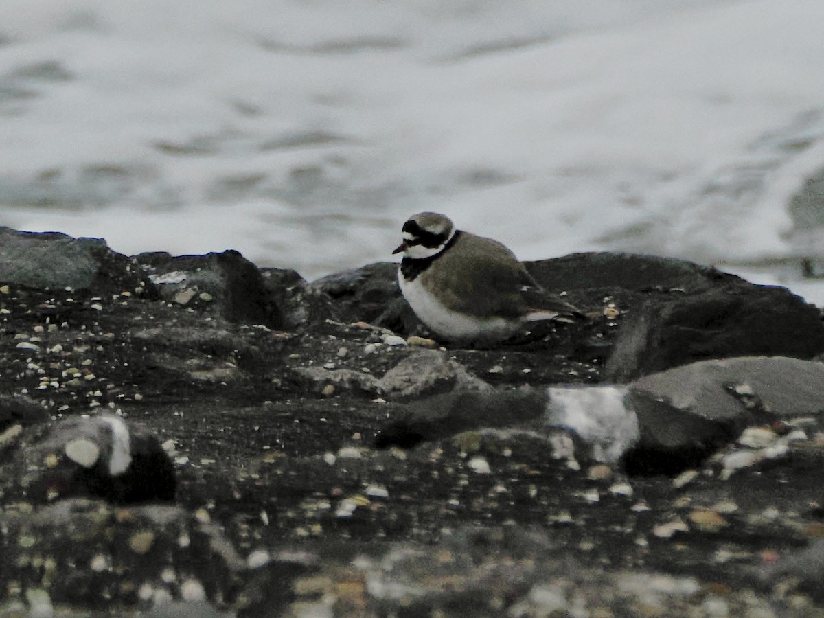 Pluvier grand-gravelot - ML646756842