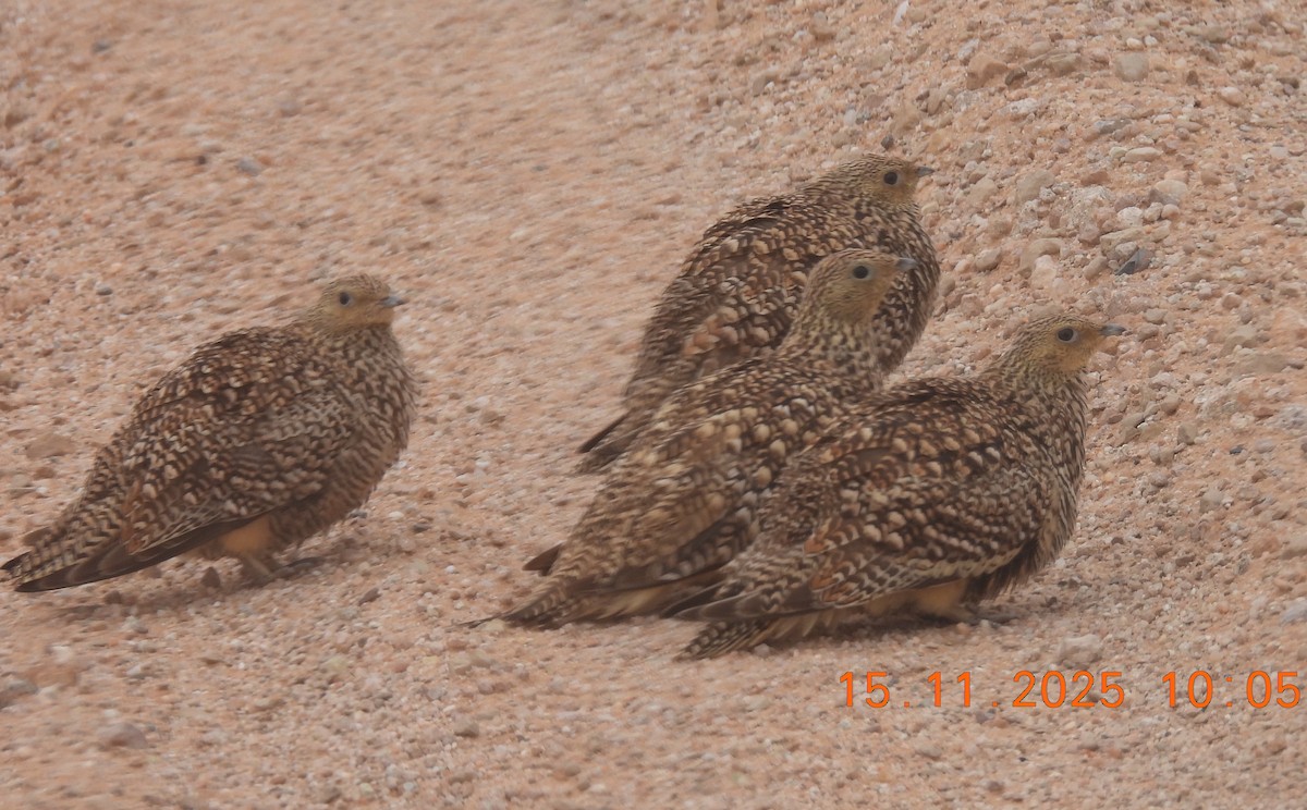 Namaqua Sandgrouse - ML646756847