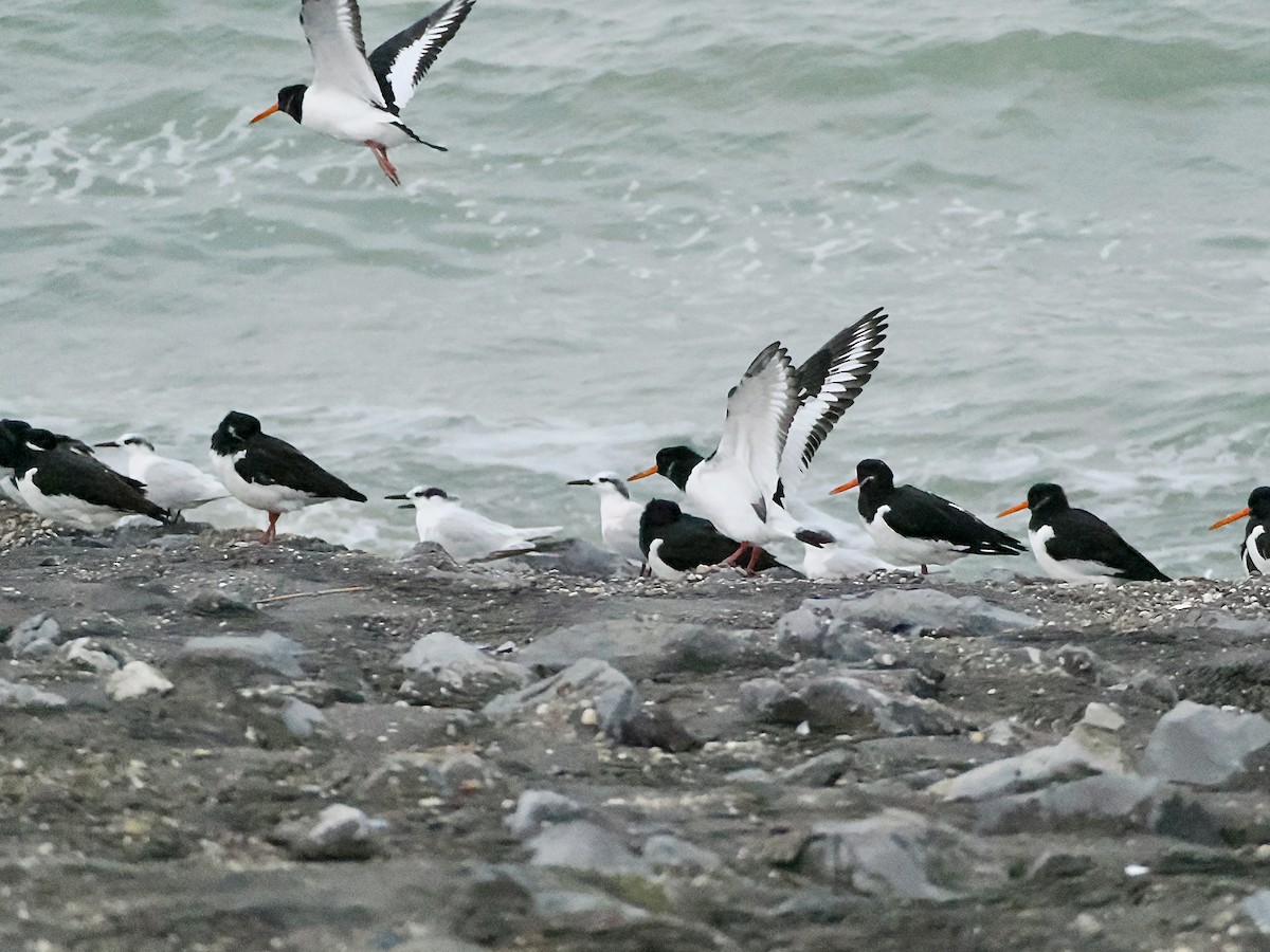 Sterne caugek - ML646756852