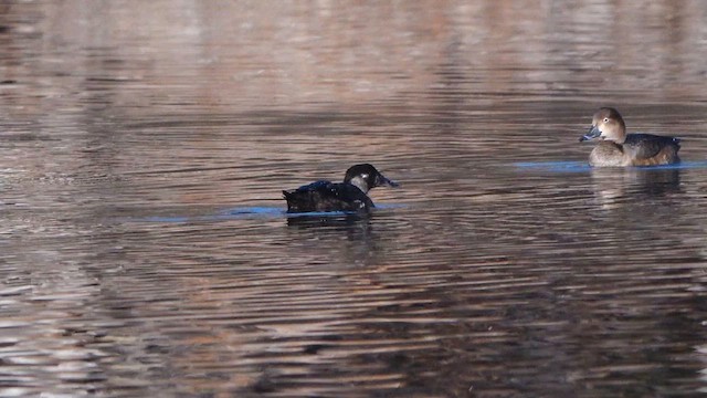 Ahatebeltz kopetazuria - ML646756855