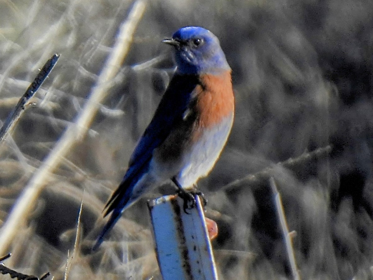 Western Bluebird - ML646756856