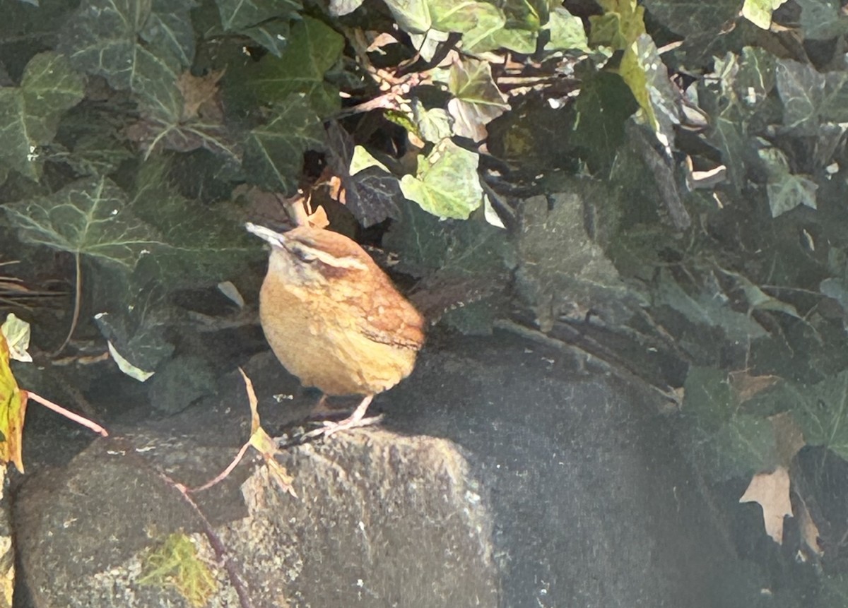 Каролинский крапивник - ML646756857