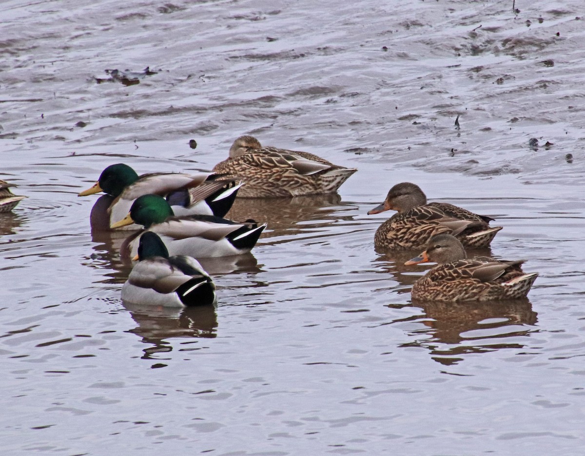 Basahatea - ML646756864