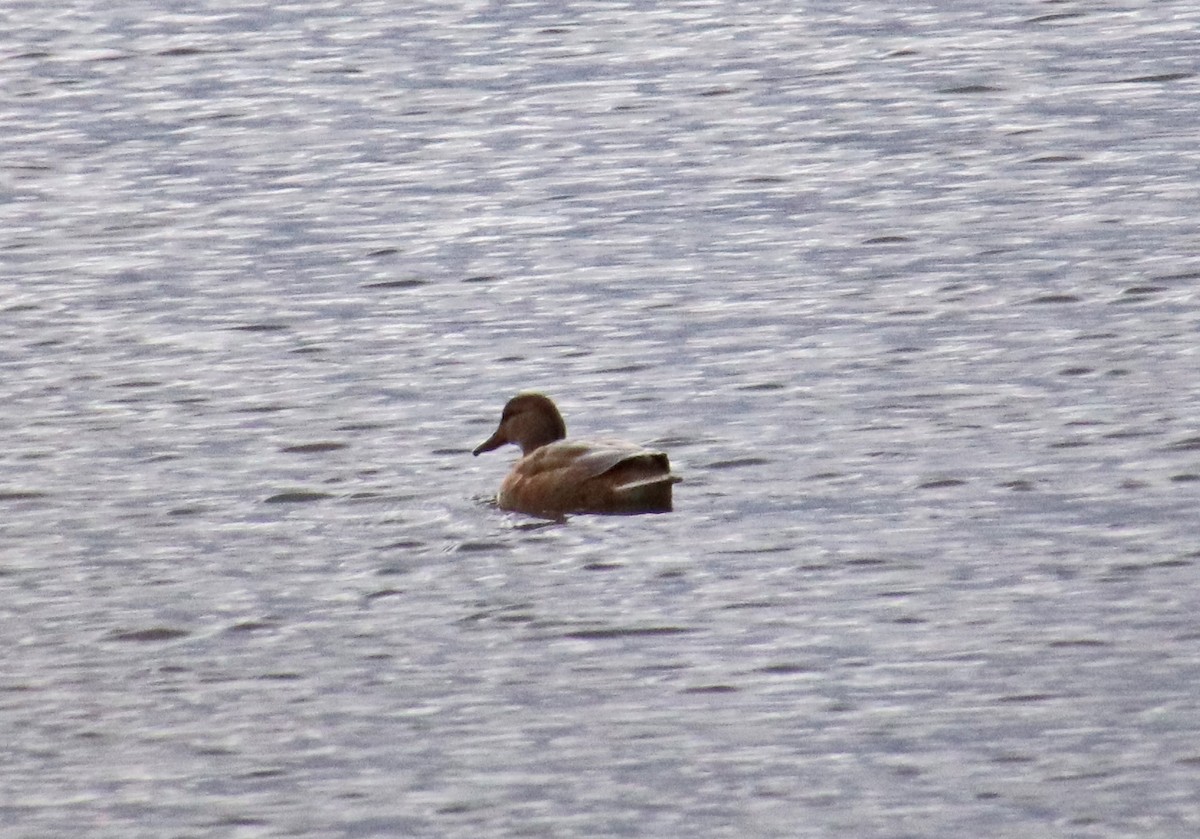 Basahatea - ML646756865