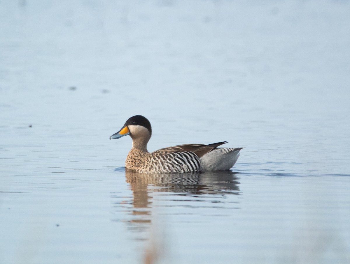 Silver Teal - ML646756866