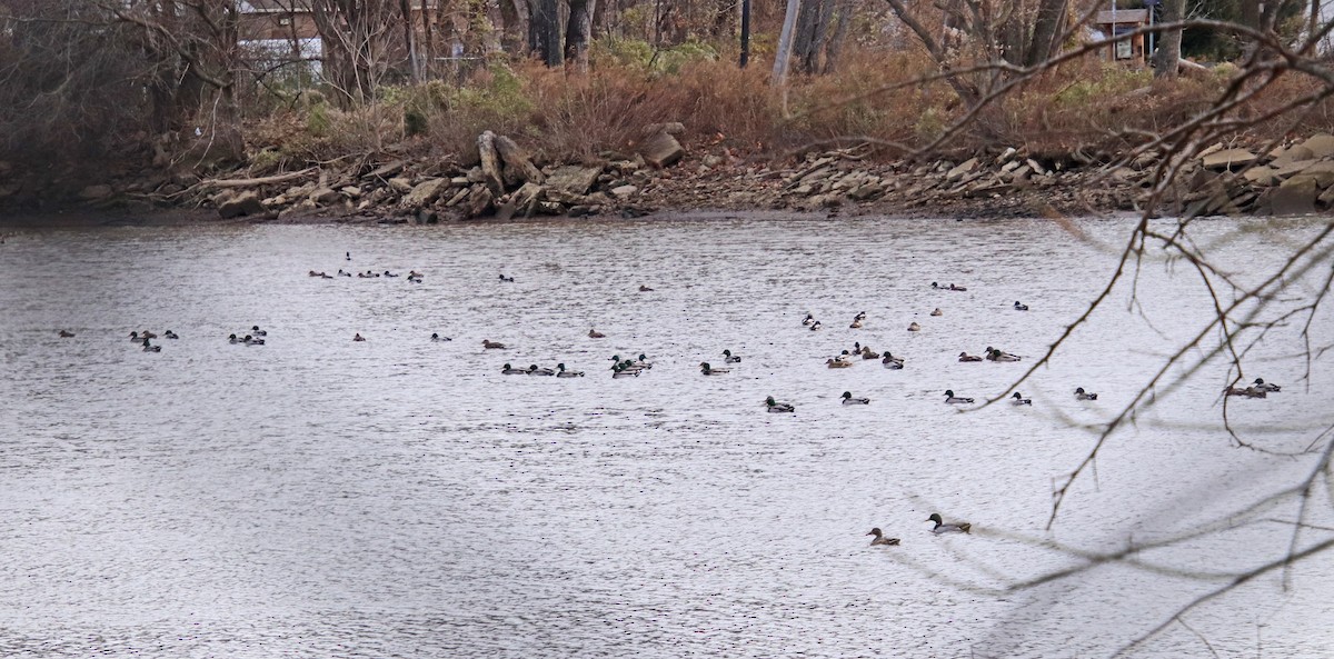 Basahatea - ML646756867