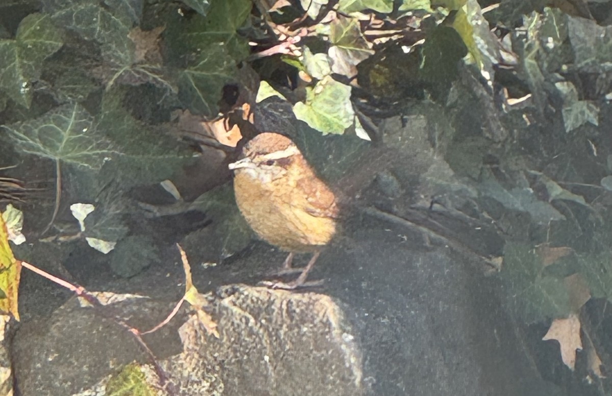 Каролинский крапивник - ML646756868