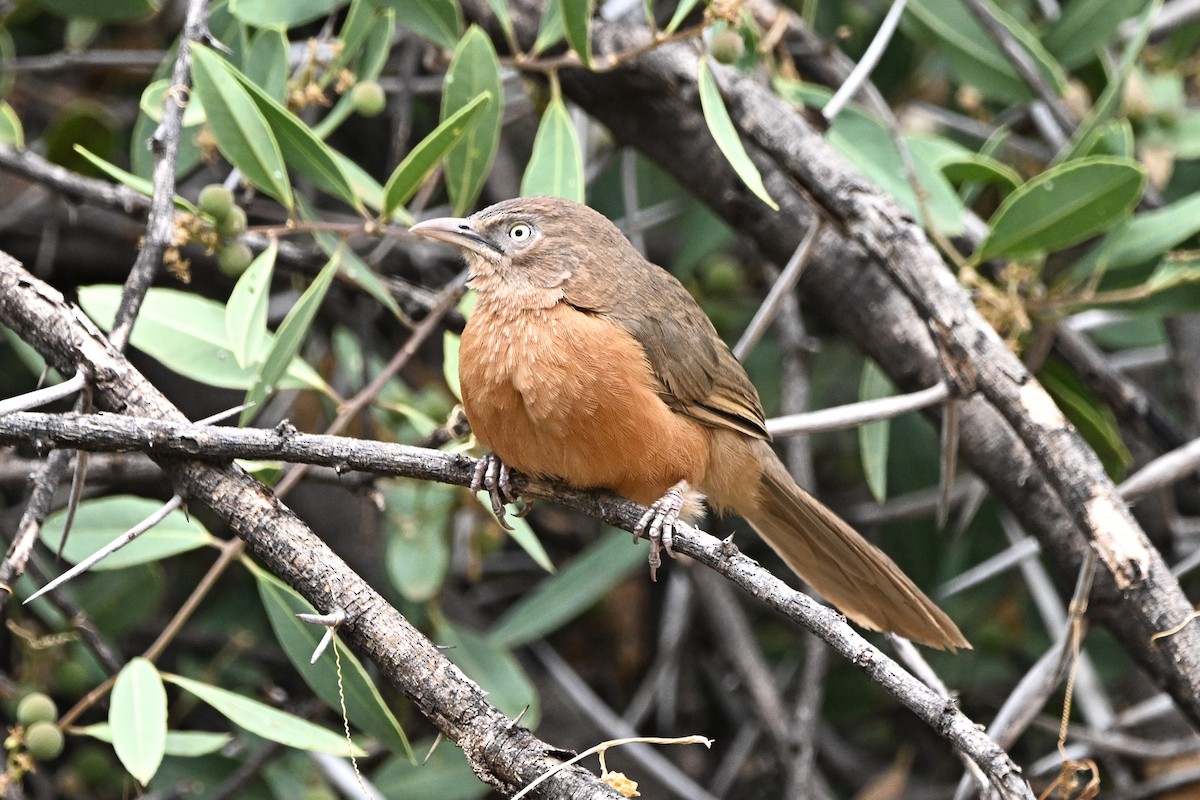 Кратеропа руда - ML646756869