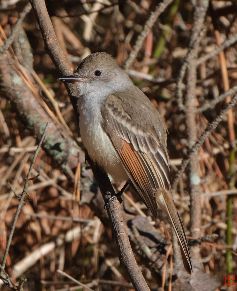 Ash-throated Flycatcher - ML646756870